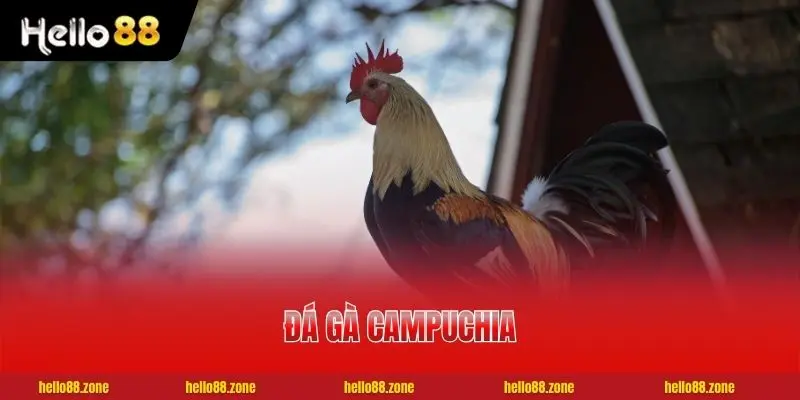 Đá Gà Campuchia | Website Xem Livestream 24/7 Mượt Mà