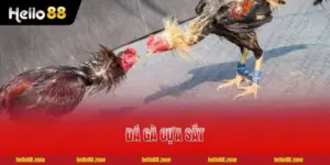 Luật Đá Gà Cựa Sắt Tân Thủ Cần Biết Trước Khi Xuống Tiền