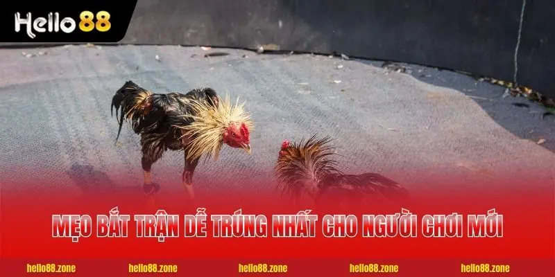 3 mẹo bắt trận dễ trúng nhất cho người chơi mới