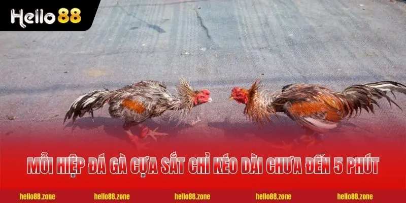 Mỗi hiệp đá gà cựa sắt chỉ kéo dài chưa đến 5 phút